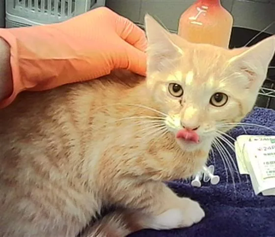 A baby small-sized male Domestic Short Hair cat named Rooster for adoption in Indianapolis, IN