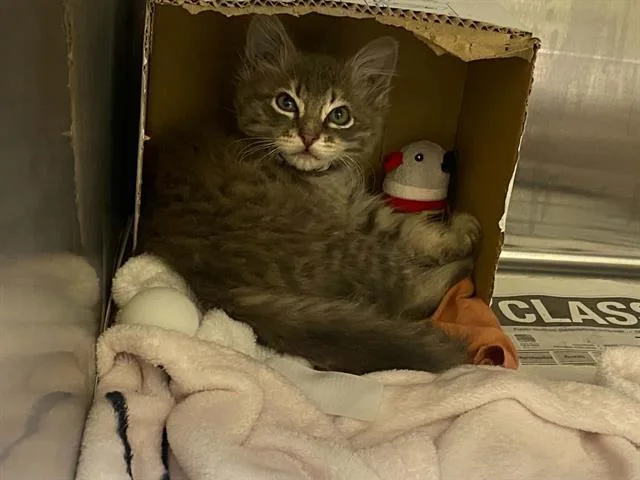 A baby small-sized male Domestic Short Hair cat named Joker for adoption in Tustin, CA