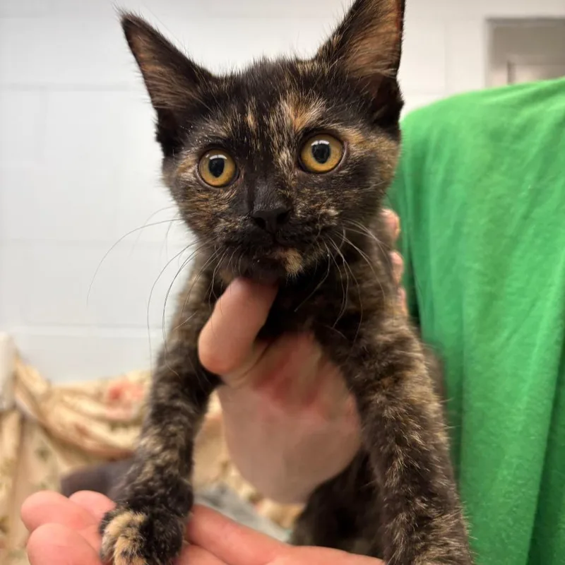 A baby small-sized female Tortoiseshell Domestic Short Hair cat named Charlie for adoption in Parkersburg, WV
