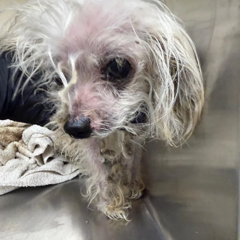A senior small-sized female White / Cream Mixed Breed dog named Misty for adoption in Winston-Salem, NC