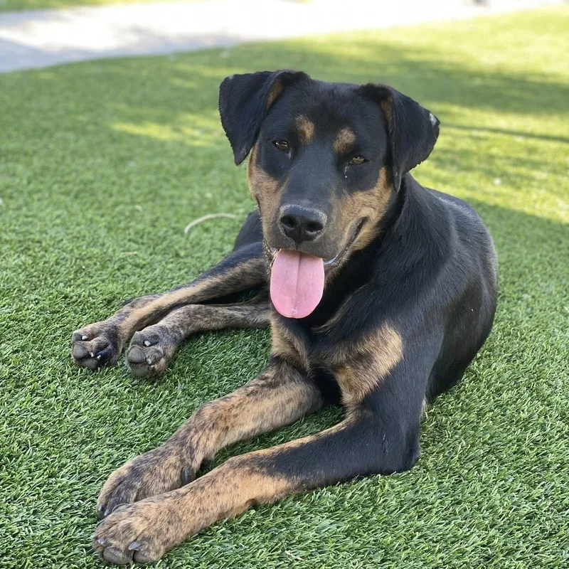 An adult large-sized male Rottweiler dog named Urgent Davie for adoption in Anza, CA