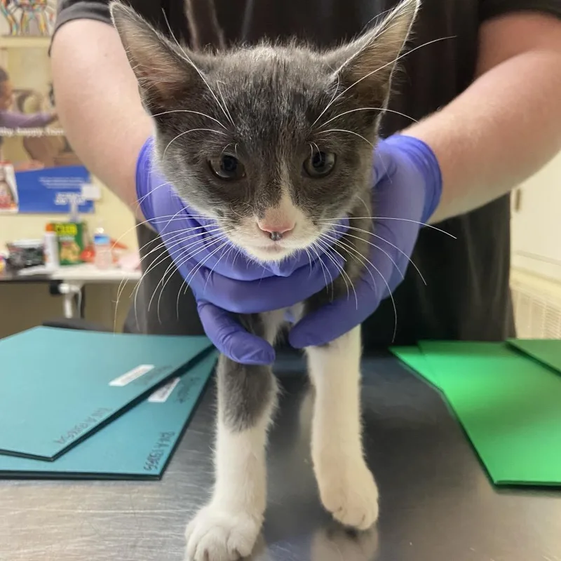 A baby small-sized female Gray / Blue / Silver Domestic Short Hair cat named Artemis for adoption in Monroe, LA