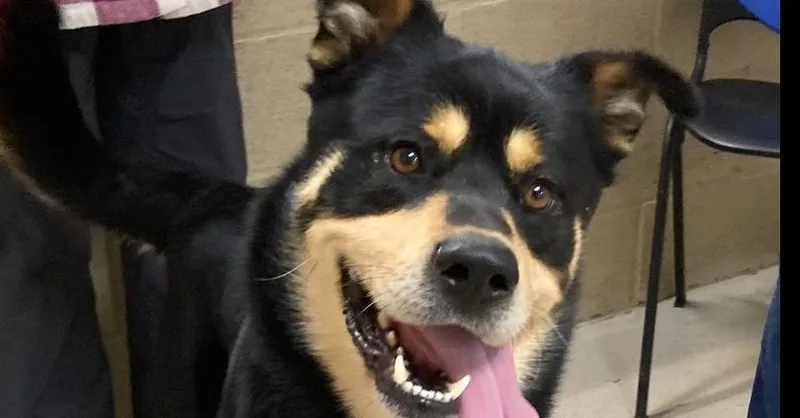 A young large-sized male Brown / Chocolate Rottweiler dog named Riley for adoption in Powder Springs, GA