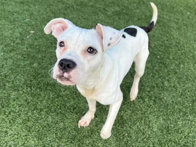 A young medium-sized female Mixed Breed dog named Rose for adoption in Dallas, TX