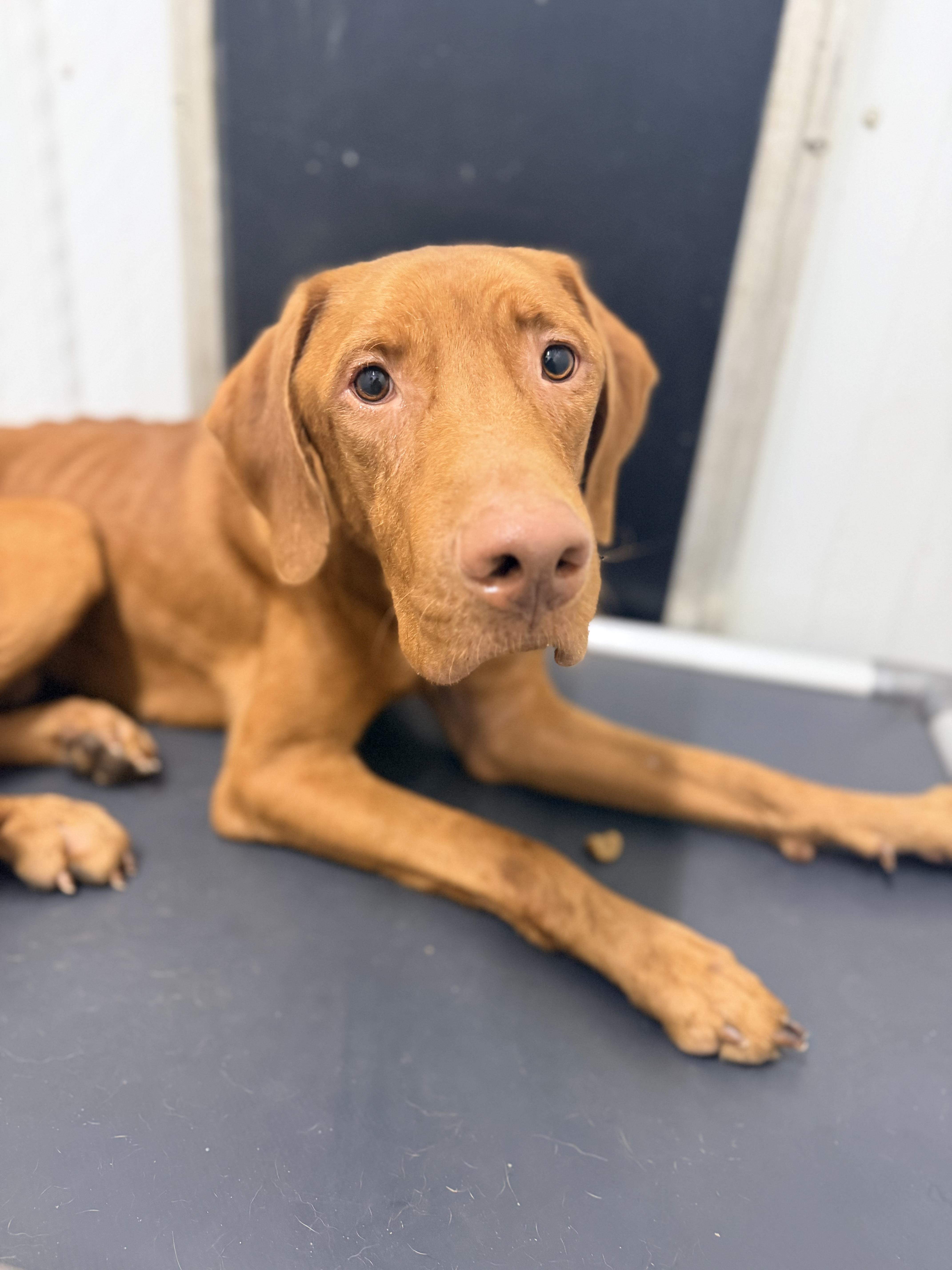An adult medium-sized male Labrador Retriever dog named Linus for adoption in New Albany, OH