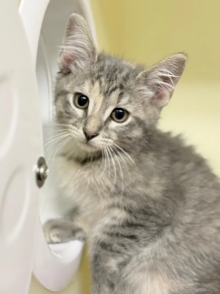 A baby medium-sized female Domestic Short Hair cat named Peanut Butter for adoption in Menomonie, WI