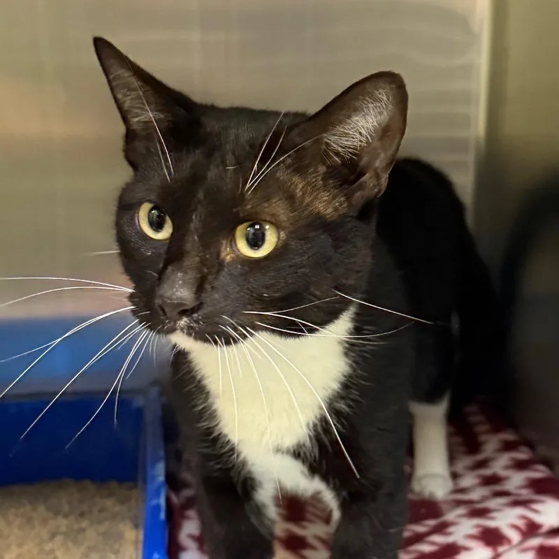 Oreo Ball thumbnail 2