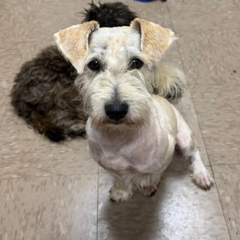 An adult small-sized male White / Cream Schnauzer dog named Rosco for adoption in Alexandria, VA
