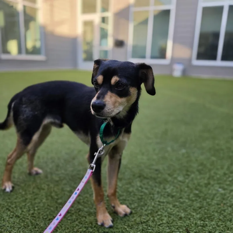 A young medium-sized male Black Miniature Pinscher dog named Butter for adoption in Greensboro, NC