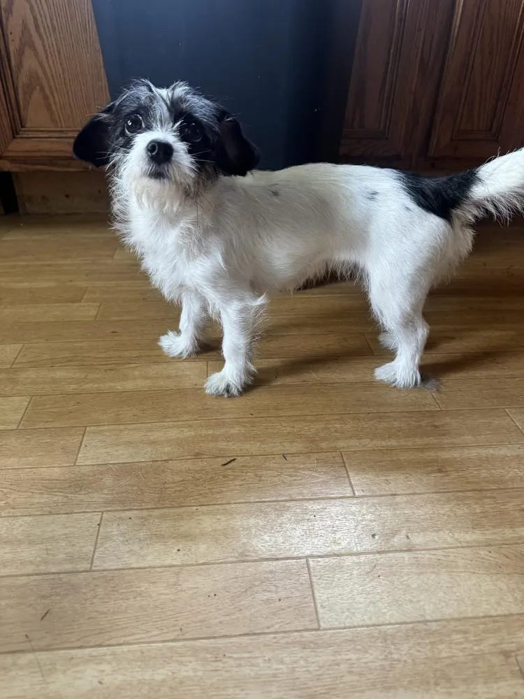 A young small-sized female Tricolor (Brown, Black, & White) Chihuahua dog named Ellie for adoption in Auburn, PA