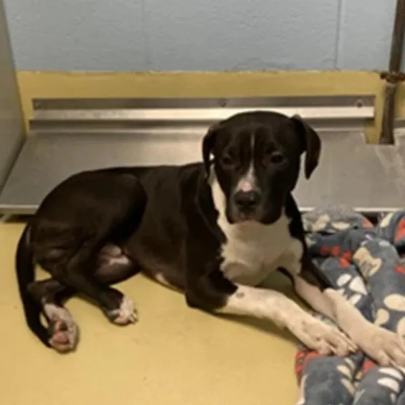 Ranger Boone thumbnail 2