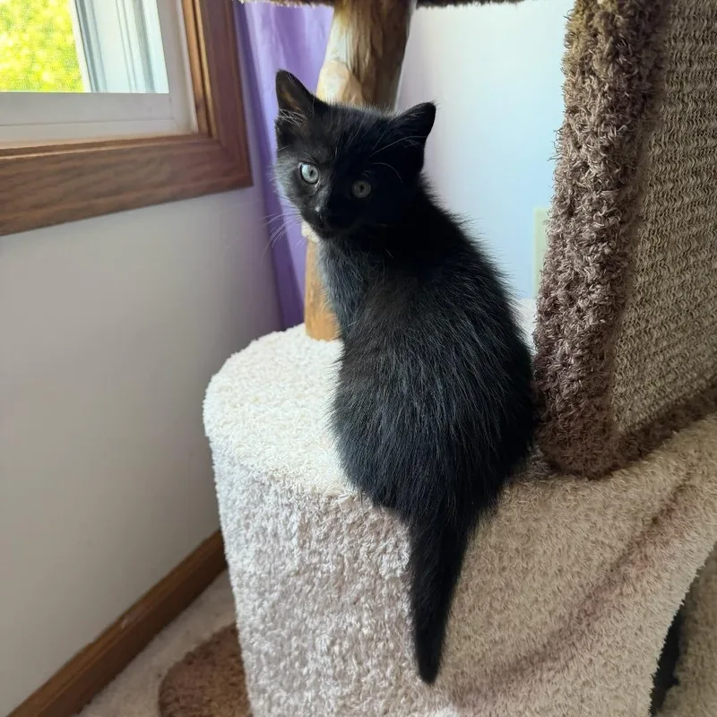 A baby small-sized female Black Domestic Short Hair cat named Crackle for adoption in South Elgin, IL