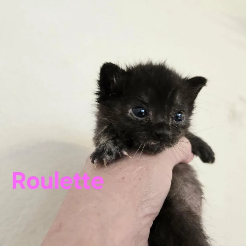A baby small-sized female Black Domestic Short Hair cat named Roulette for adoption in Spring Hill, KS