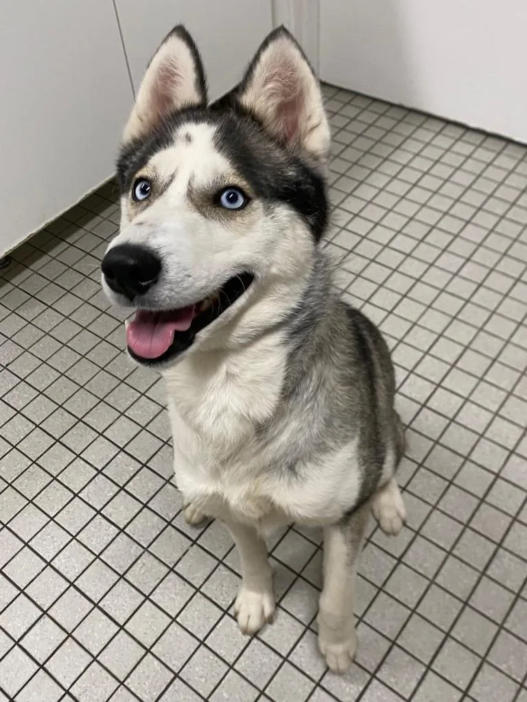 A young medium-sized female Husky dog named Nadja for adoption in Fall River, MA