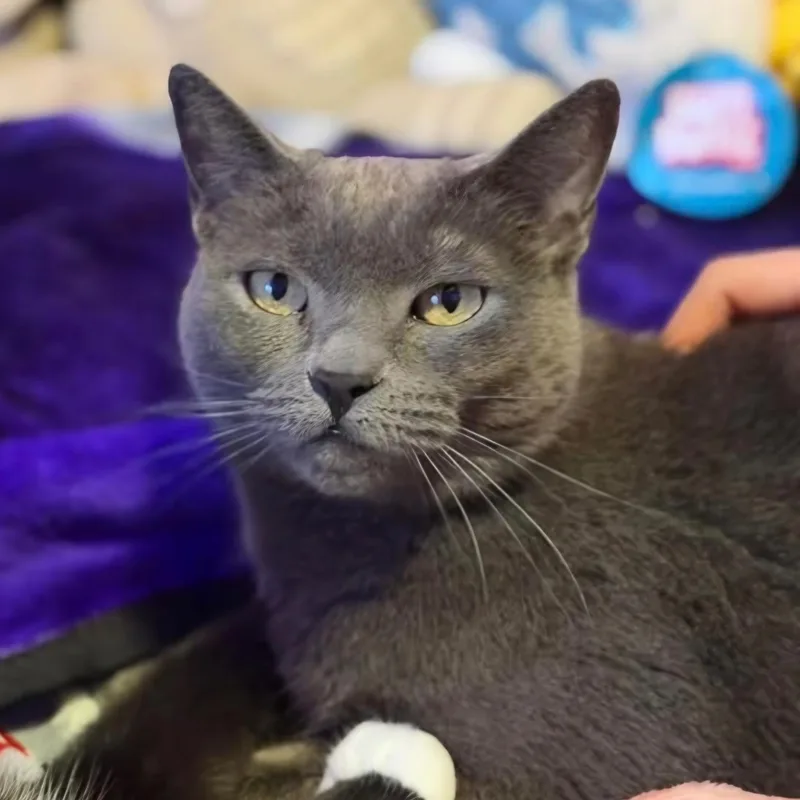 An adult small-sized female Gray / Blue / Silver Domestic Short Hair cat named Daisy for adoption in Mayfield, NY