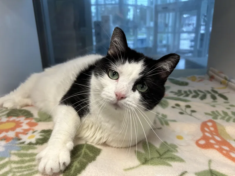 An adult large-sized female Domestic Short Hair cat named Moonshine for adoption in Toledo, OH