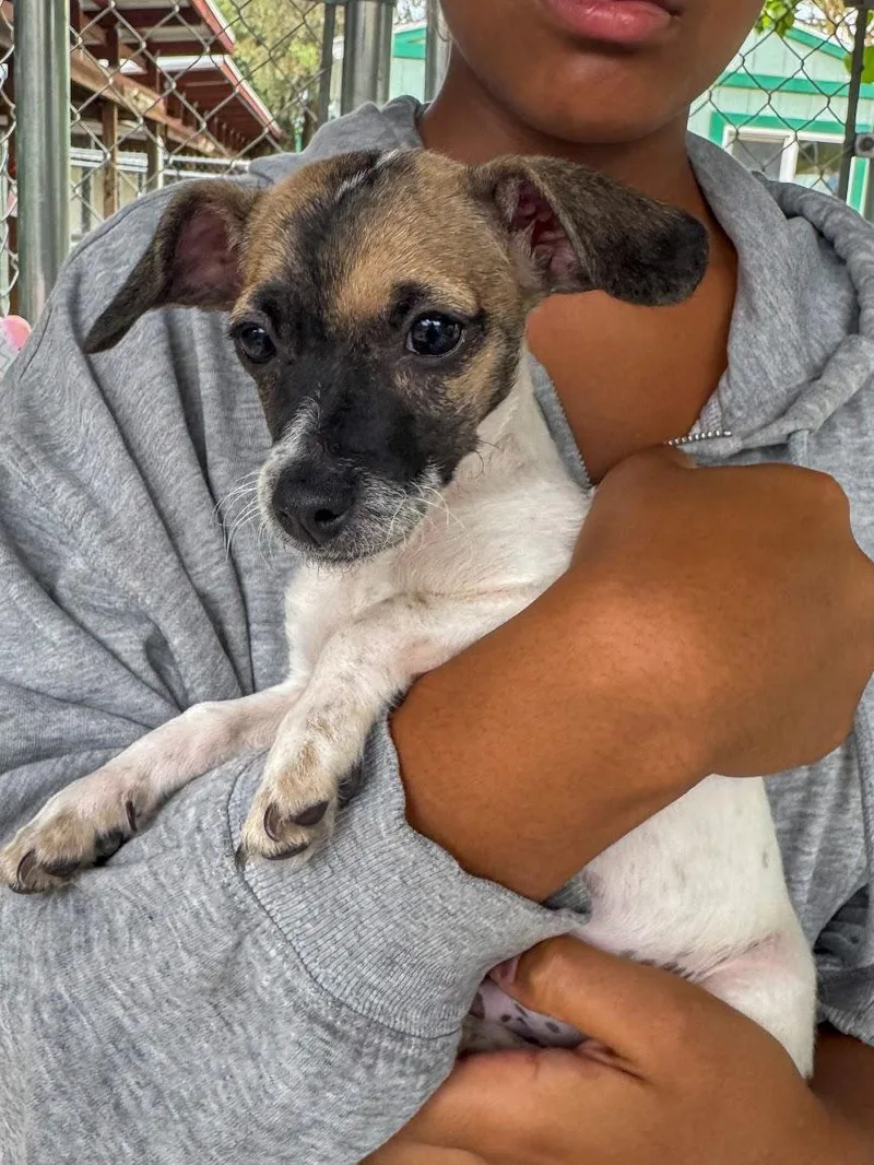 A baby small-sized male Tricolor (Brown, Black, & White) Chihuahua dog named Baby Frank for adoption in Fresno, CA