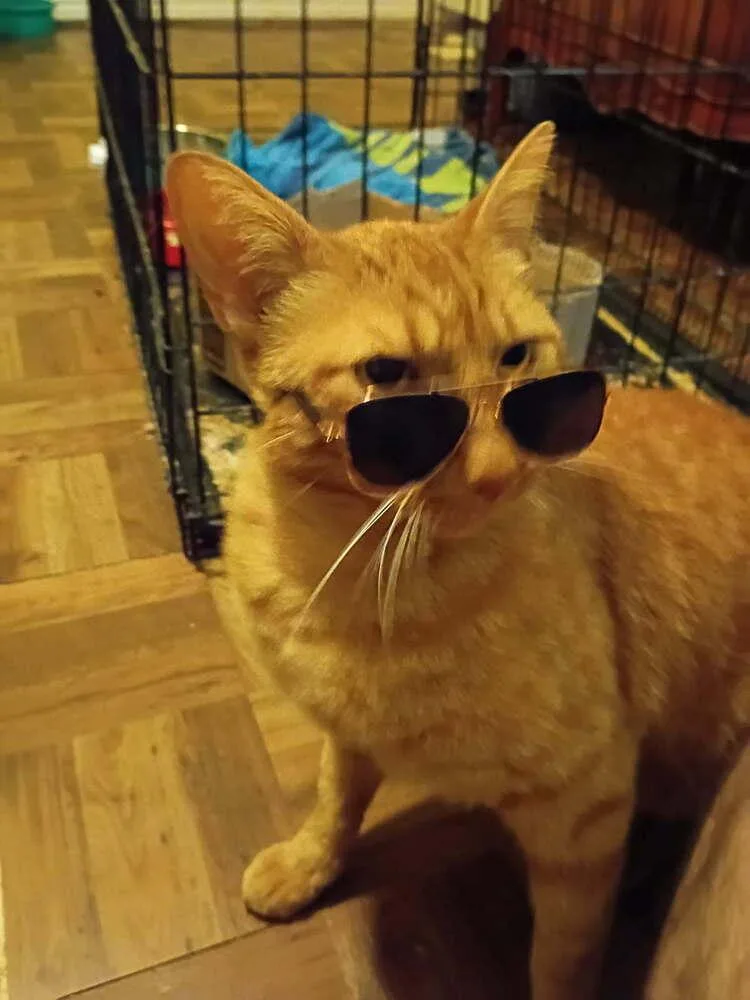 An adult medium-sized male Tabby (Orange / Red) Domestic Short Hair cat named Orion for adoption in Lone Oak, TX