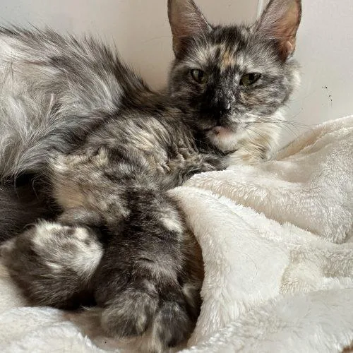 An adult medium-sized female Calico Maine Coon cat named Jubilee for adoption in Tipp City, OH