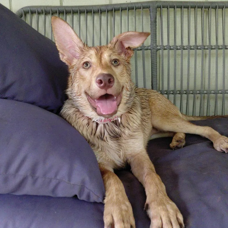 Ginger Ag thumbnail 3