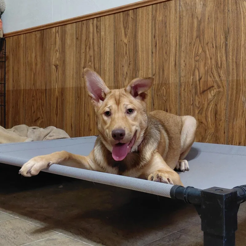 Ginger Ag thumbnail 5