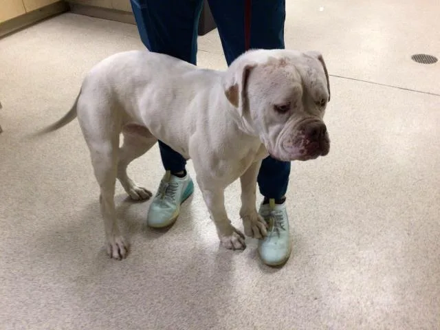 A young large-sized female Pit Bull Terrier dog named Twinkie for adoption in Riverside, CA