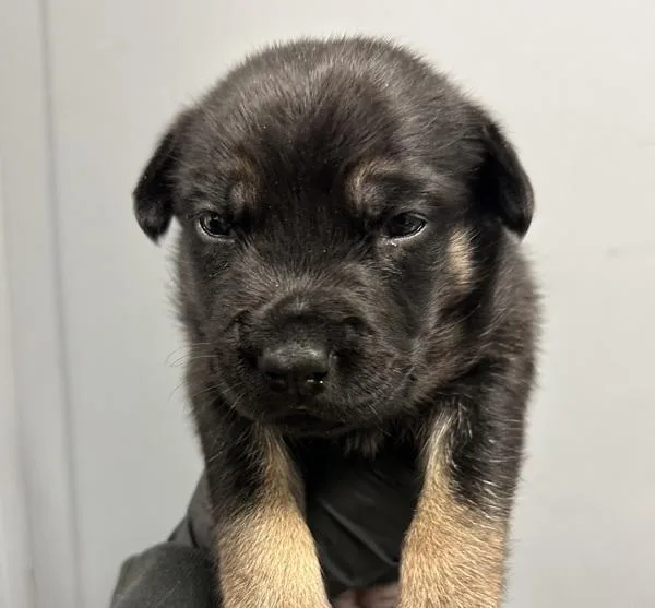 A baby small-sized female Shepherd dog named Diana for adoption in San Diego, CA