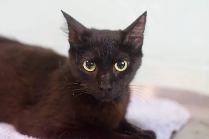 Elvira
