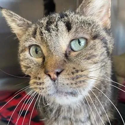 A senior medium-sized male Domestic Short Hair cat named Joshua for adoption in Ashtabula, OH
