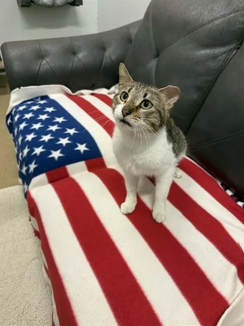 An adult small-sized male Domestic Short Hair cat named Smokey for adoption in Belleville, IL