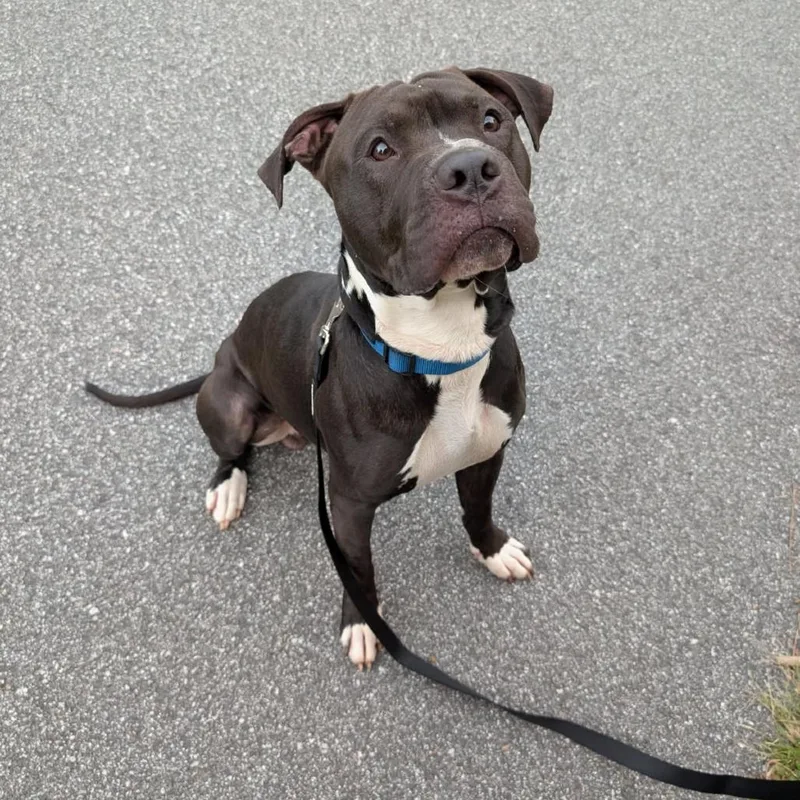An adult medium-sized male Black Pit Bull Terrier dog named Justin for adoption in Greensboro, NC