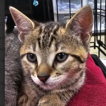 A baby small-sized female Gray / Blue / Silver Domestic Short Hair cat named Buttercup for adoption in Starkville, MS