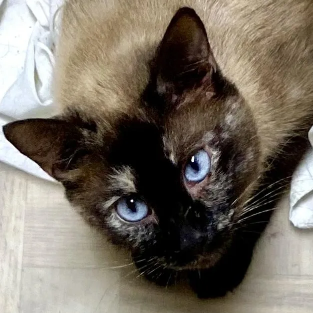 An adult medium-sized female Tortoiseshell Siamese cat named Blue Evergreen for adoption in Mansfield, OH