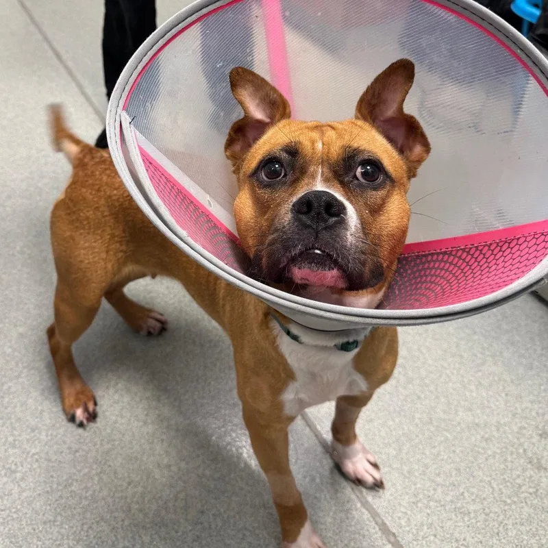 An adult medium-sized female Terrier dog named Nova for adoption in New Castle, DE