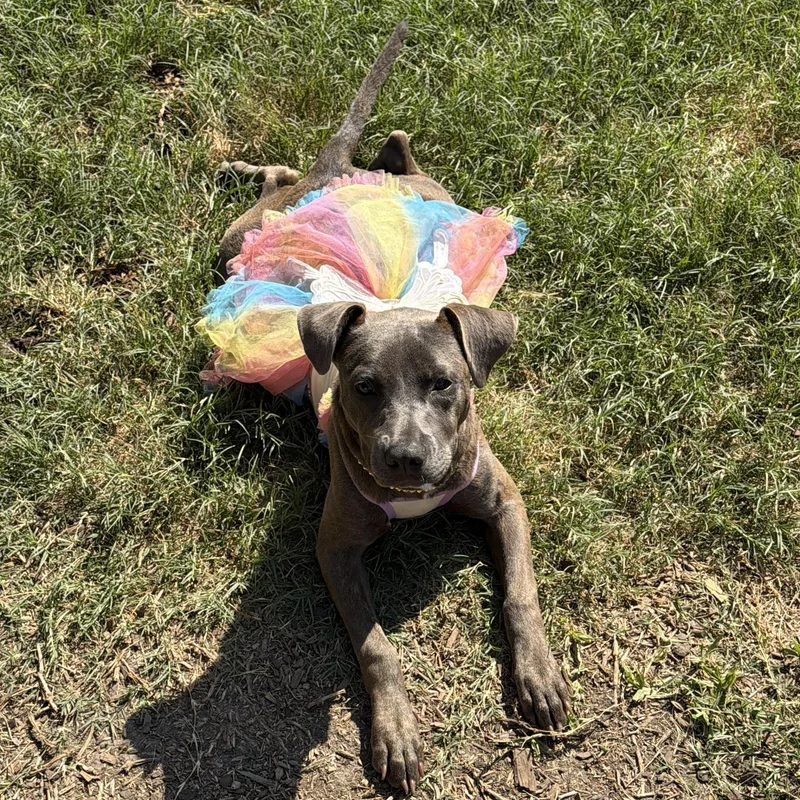 A young medium-sized female Brindle American Staffordshire Terrier dog named Hennie for adoption in Magnolia, TX
