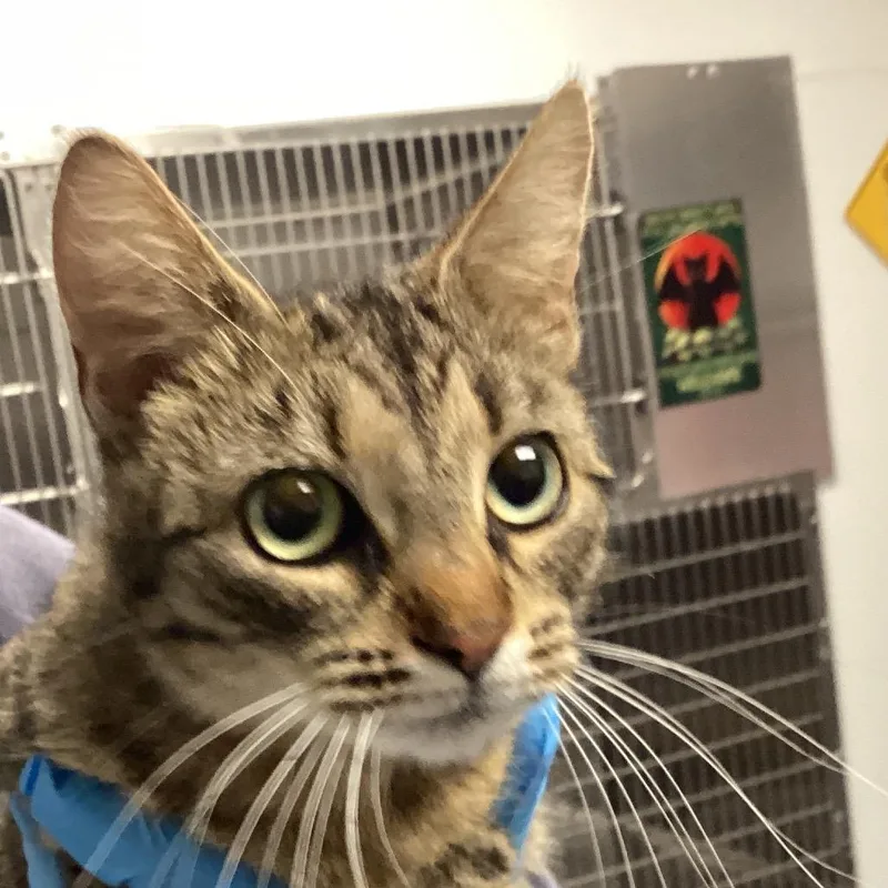 A young medium-sized female Brown / Chocolate Domestic Short Hair cat named Gwen for adoption in Greenville, SC