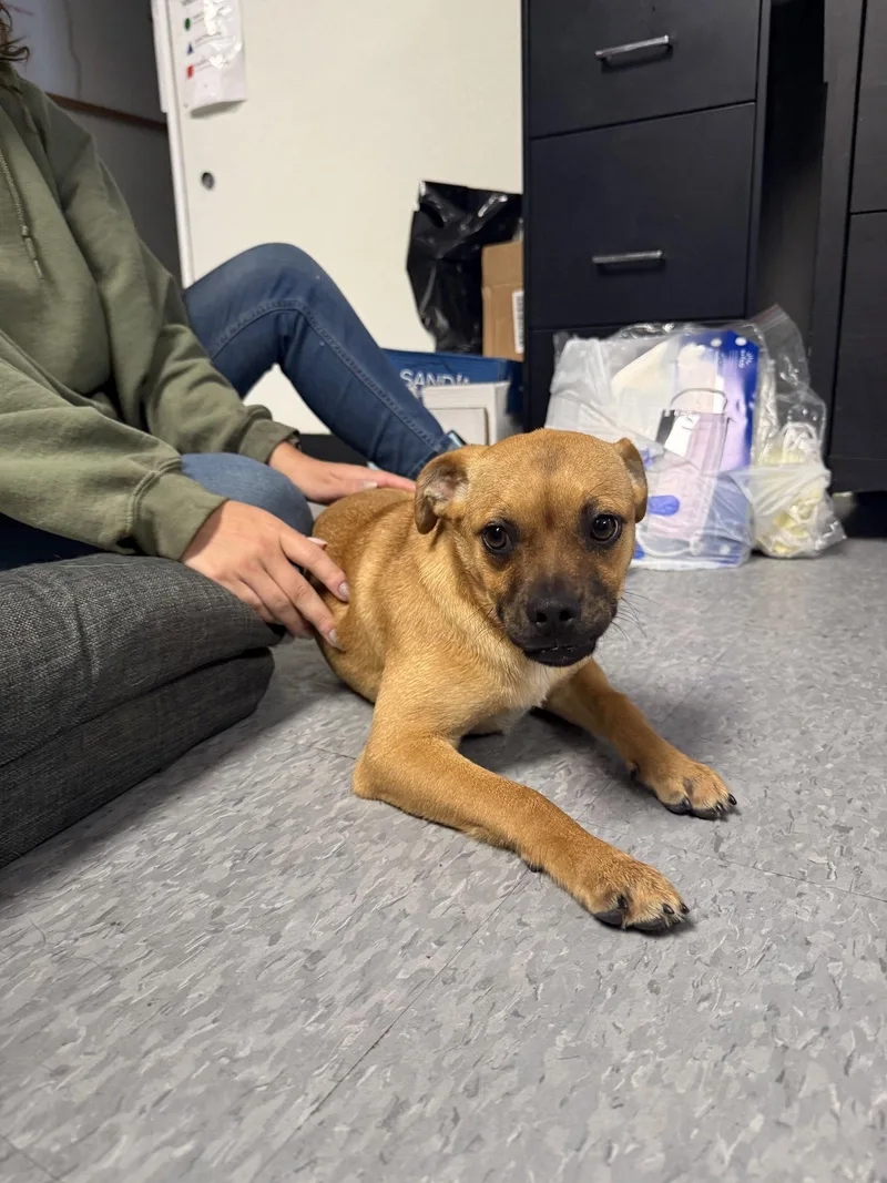 A young medium-sized female Pug dog named Skittles for adoption in Las Vegas, NM