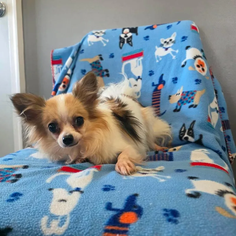 An adult small-sized female Red / Chestnut / Orange Papillon dog named Mojito for adoption in Jackson, MO