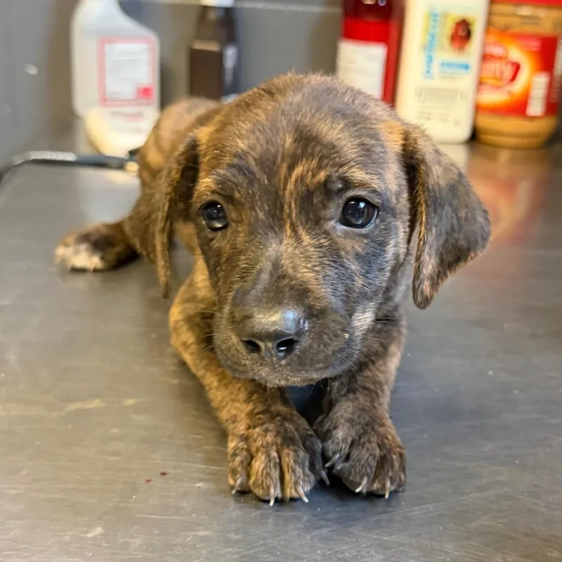 A baby medium-sized female Brindle Pit Bull Terrier dog named Publix for adoption in Tuscaloosa, AL