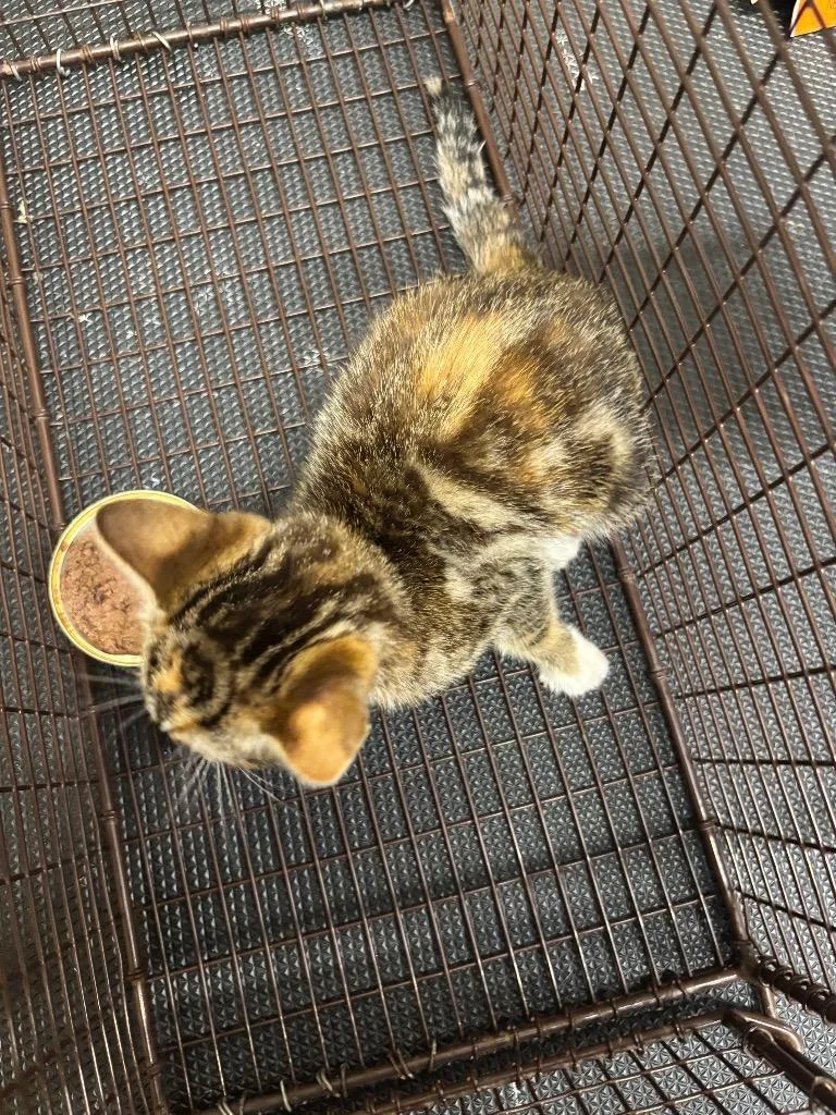 A baby small-sized female Domestic Short Hair cat named Ryze for adoption in Douglasville, GA