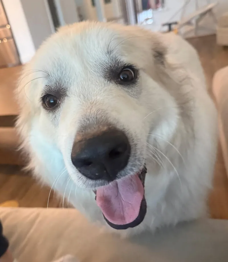 An adult extra large-sized male Great Pyrenees dog named Amadeus for adoption in Kiowa, OK