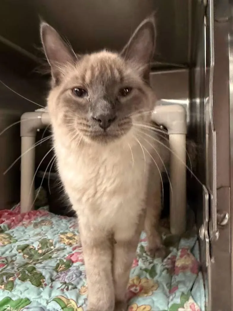 An adult medium-sized male Seal Point Siamese cat named Bunny for adoption in Wyandotte, MI