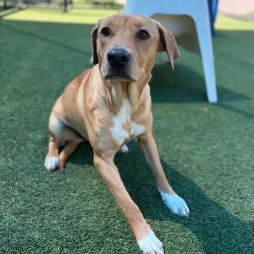 An adult medium-sized female Yellow / Tan / Blond / Fawn Retriever dog named Madonna for adoption in Brooklyn, NY