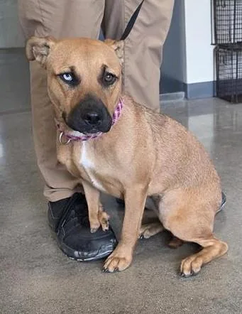 An adult medium-sized female Black Mouth Cur dog named Duffy for adoption in San Antonio, TX
