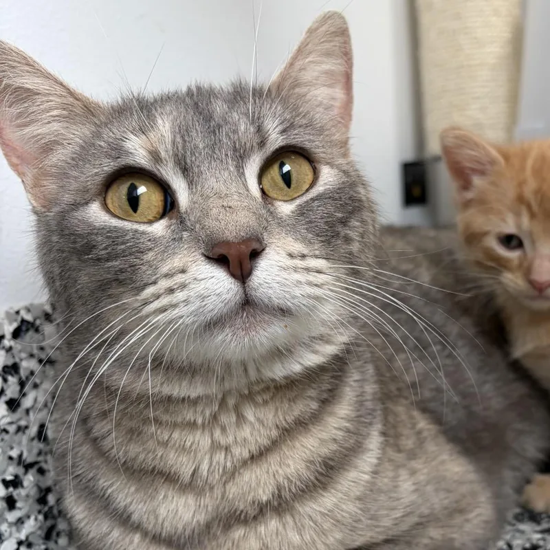 A young medium-sized female Gray / Blue / Silver Domestic Short Hair cat named Mistwillow for adoption in St. Louis, MO