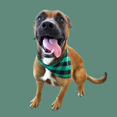 A young medium-sized male Tricolor (Brown, Black, & White) Pit Bull Terrier dog named Jedi  URGENT for adoption in Thousand Oaks, CA