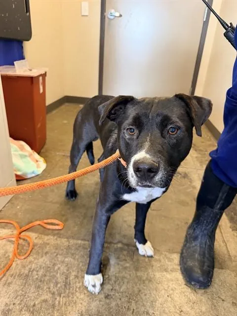 A young large-sized male Pit Bull Terrier dog named Tommy for adoption in Ontario, CA