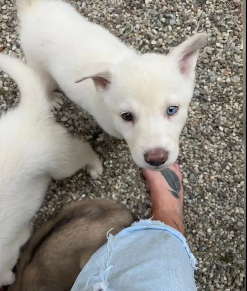 A baby small-sized male Shepherd dog named Romeo for adoption in santa monica, CA