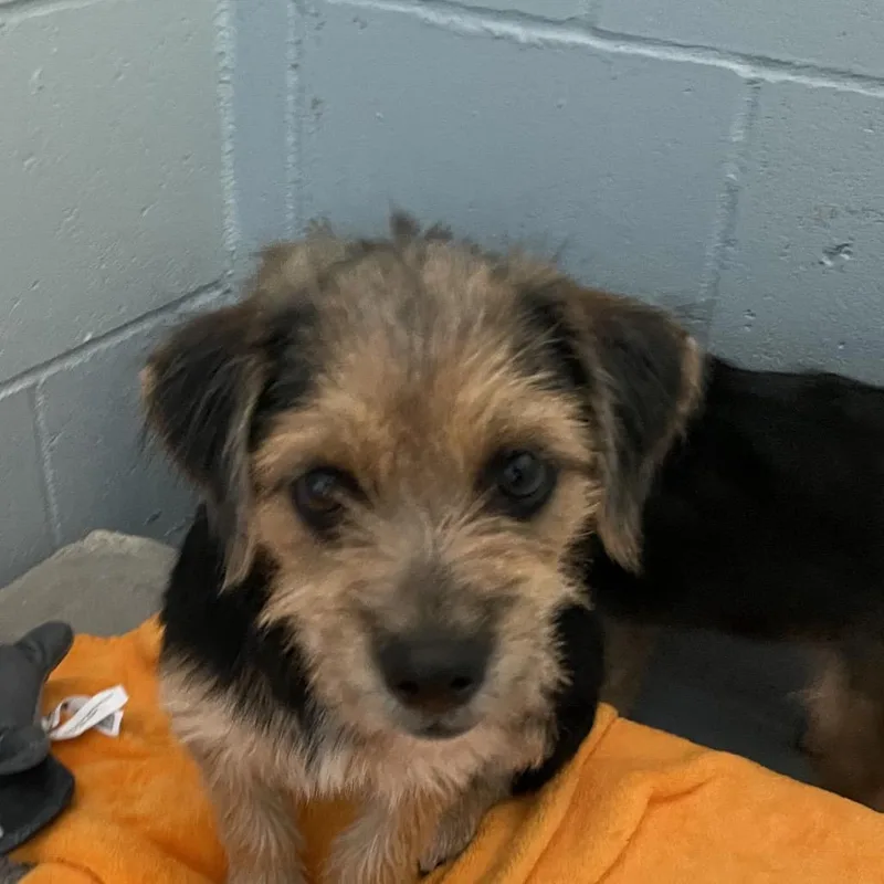 A baby small-sized male Black Terrier dog named Wilson for adoption in Santa Barbara, CA