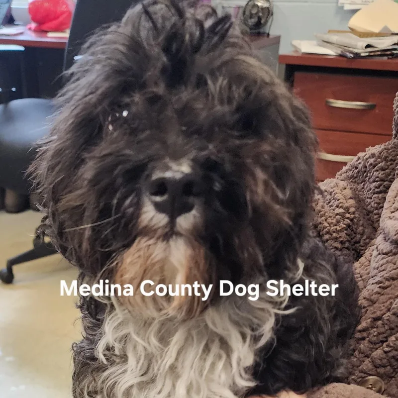 A young small-sized female Black Poodle dog named Cupcake for adoption in Medina, OH